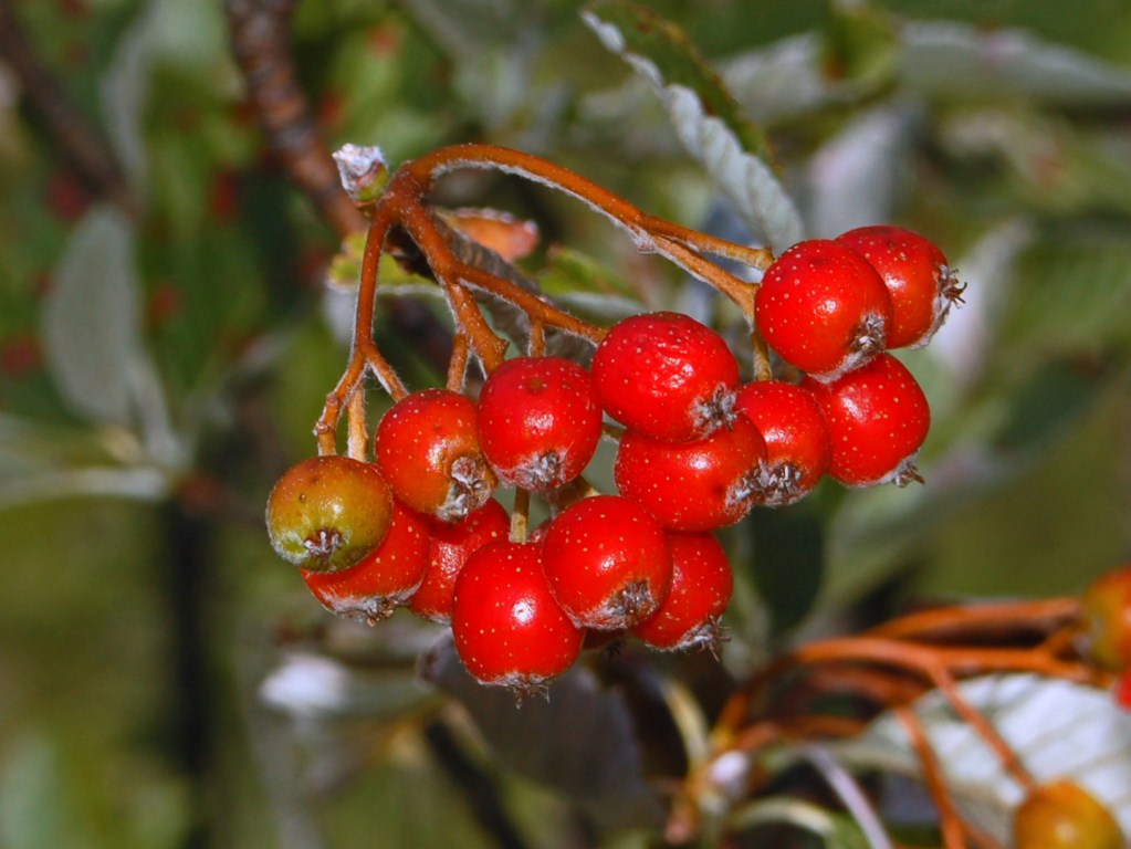 Pianta con dei piccoli frutti rossi -  Sorbus aria